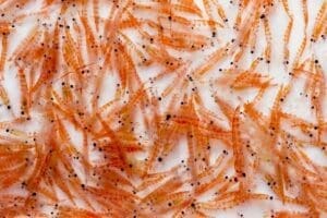 Aceite, Krill