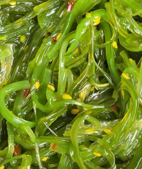 alga, wakame