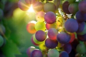 residuos de uva