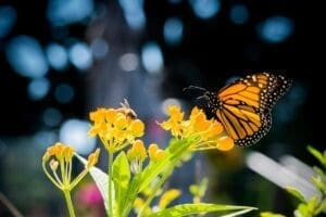 biosfera mariposa monarca