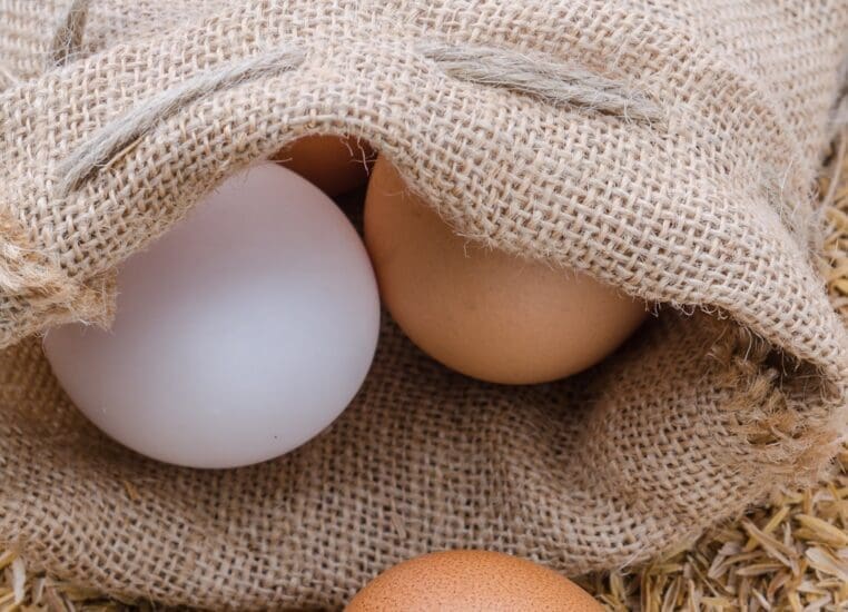huevos organicos