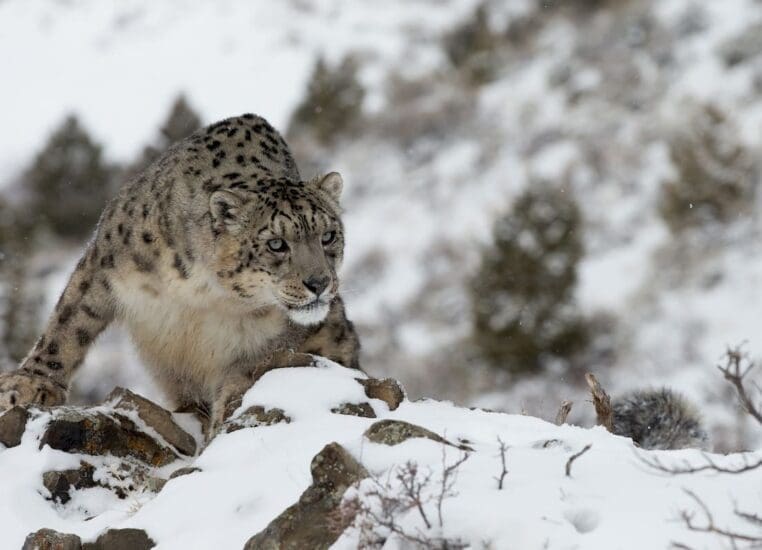 Snow leopard guide: habitat, diet and conservation - Discover Wildlife