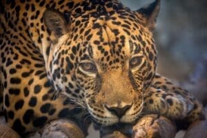 Jaguares, México