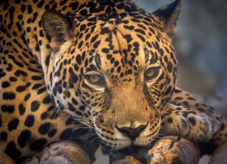 conservation du jaguar
