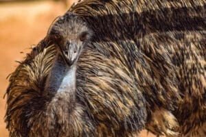 emu australiano